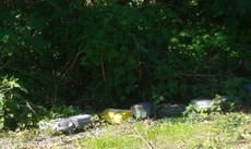 Picture of aulet