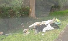 Picture of aulet