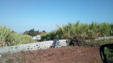 Picture of aulet