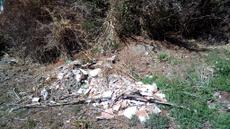 Picture of aulet