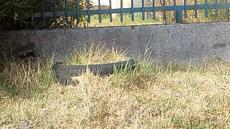 Picture of aulet