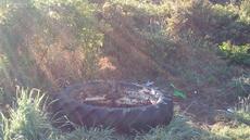 Picture of aulet
