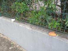 Picture of Ti Tang'