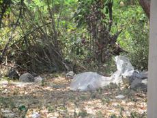 Picture of Ti Tang'