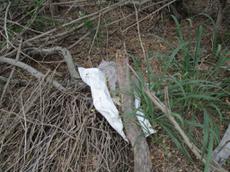 Picture of Ti Tang'