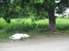 Picture of Ti Tang'