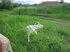 Picture of Ti Tang'