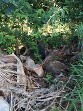 Picture of Wild974
