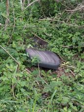 Picture of Wild974