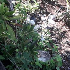 Picture of aulet