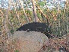 Picture of Ti Tang'