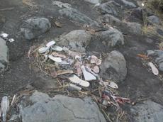 Picture of Ti Tang'