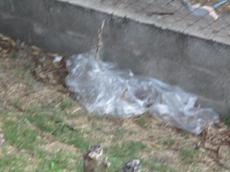 Picture of Ti Tang'