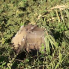 Picture of aulet
