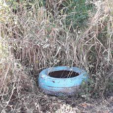 Picture of aulet