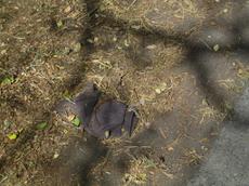 Picture of Ti Tang'