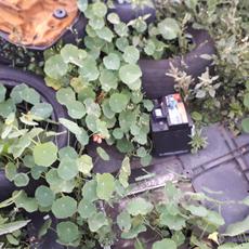 Picture of aulet
