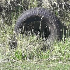 Picture of aulet