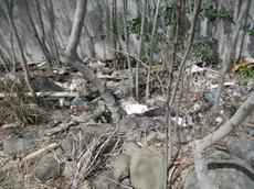 Picture of Ti Tang'