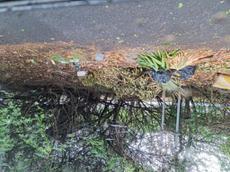 Picture of Depollutrix