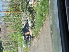 Picture of Depollutrix