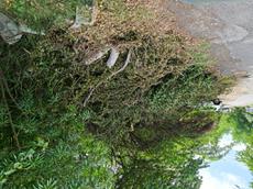 Picture of Depollutrix