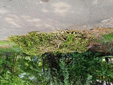 Picture of Depollutrix