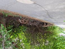 Picture of Depollutrix