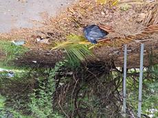 Picture of Depollutrix