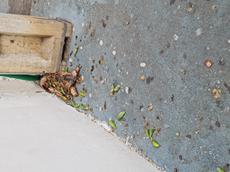 Picture of Depollutrix