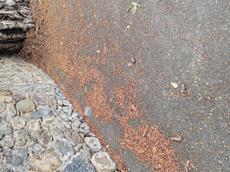 Picture of Depollutrix