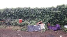 Picture of aulet