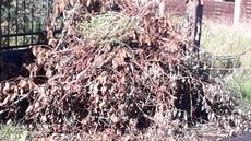 Picture of aulet