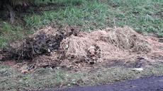 Picture of aulet