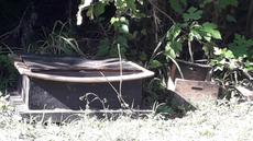 Picture of aulet