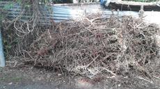 Picture of aulet