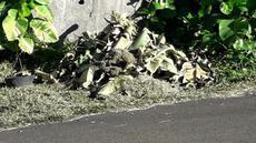 Picture of aulet