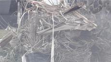 Picture of aulet