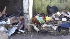 Picture of aulet