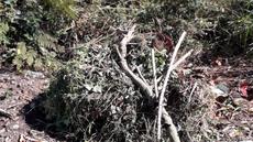 Picture of aulet