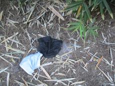 Picture of Ti Tang'