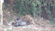 Picture of aulet