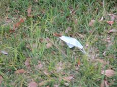 Picture of Ti Tang'