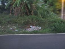 Picture of Ti Tang'