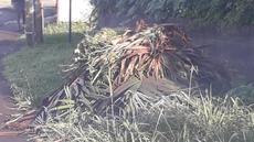 Picture of aulet