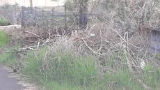 Picture of aulet