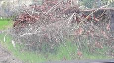 Picture of aulet