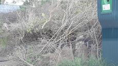 Picture of aulet