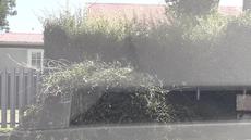 Picture of aulet