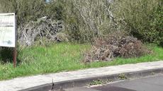 Picture of aulet